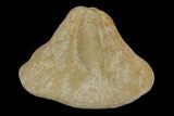 Miocene Fossil Echinoid (Clypeaster) - Taza, Morocco #174365-1